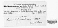 Pucciniastrum guttatum image
